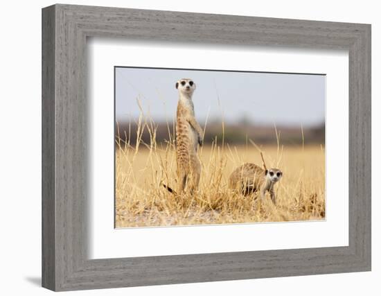 Two Meerkats Alert and on Evening Lookout in the Dry Grass of the Kalahari, Botswana-Karine Aigner-Framed Photographic Print