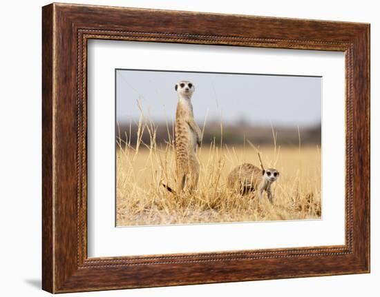 Two Meerkats Alert and on Evening Lookout in the Dry Grass of the Kalahari, Botswana-Karine Aigner-Framed Photographic Print