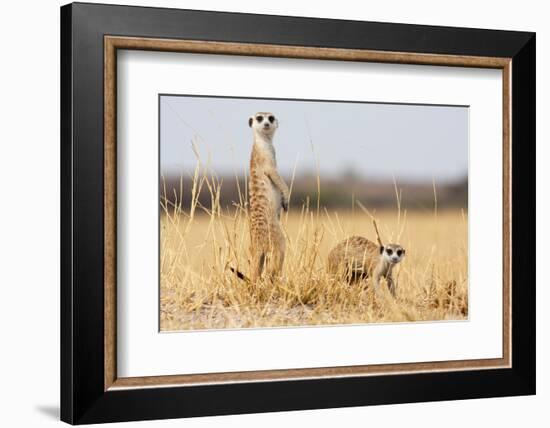 Two Meerkats Alert and on Evening Lookout in the Dry Grass of the Kalahari, Botswana-Karine Aigner-Framed Photographic Print