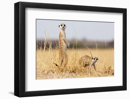 Two Meerkats Alert and on Evening Lookout in the Dry Grass of the Kalahari, Botswana-Karine Aigner-Framed Photographic Print