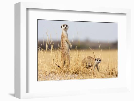 Two Meerkats Alert and on Evening Lookout in the Dry Grass of the Kalahari, Botswana-Karine Aigner-Framed Photographic Print