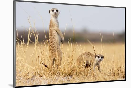 Two Meerkats Alert and on Evening Lookout in the Dry Grass of the Kalahari, Botswana-Karine Aigner-Mounted Photographic Print