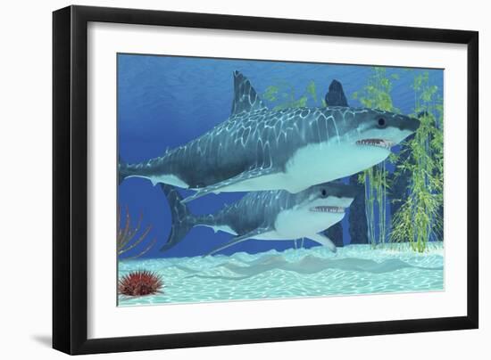 Two Megalodon Sharks from the Cenozoic Era-null-Framed Art Print