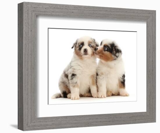 Two Miniature American shepherd puppies, aged 7 weeks-Mark Taylor-Framed Photographic Print