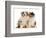 Two Miniature American shepherd puppies, aged 7 weeks-Mark Taylor-Framed Photographic Print