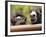 Two Miniature Horses Look out from Their Pen at the Staten Island Zoo-null-Framed Photographic Print