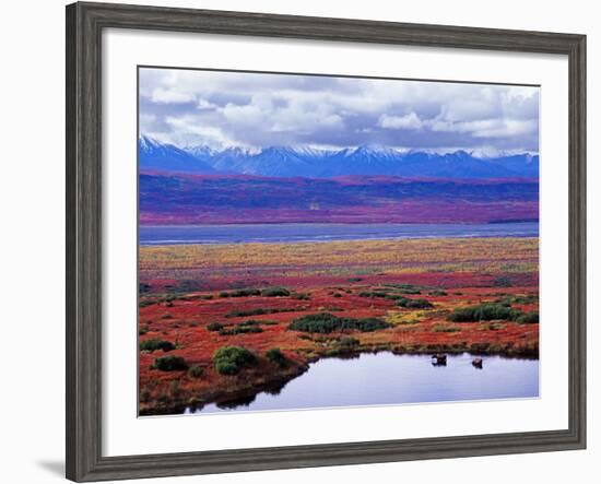 Two Moose in a Pond with Fall Tundra, Denali National Park, Alaska, USA-Charles Sleicher-Framed Photographic Print