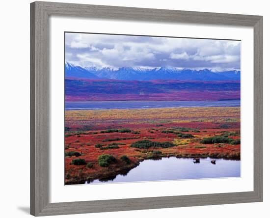 Two Moose in a Pond with Fall Tundra, Denali National Park, Alaska, USA-Charles Sleicher-Framed Photographic Print