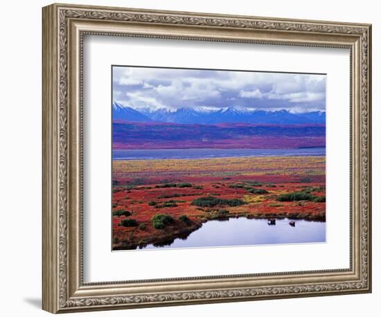 Two Moose in a Pond with Fall Tundra, Denali National Park, Alaska, USA-Charles Sleicher-Framed Photographic Print