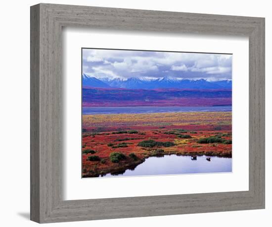 Two Moose in a Pond with Fall Tundra, Denali National Park, Alaska, USA-Charles Sleicher-Framed Photographic Print