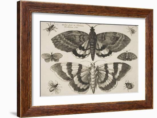 Two Moths and Six Insects-Wenceslaus Hollar-Framed Giclee Print