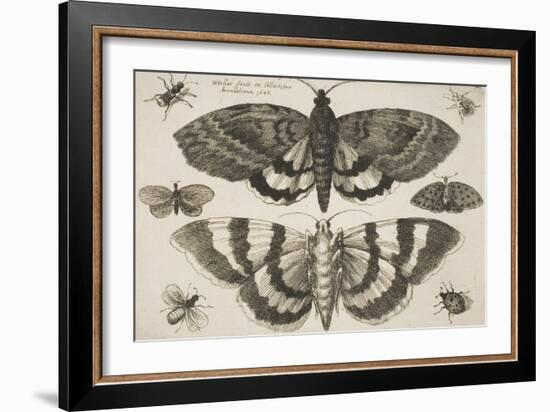 Two Moths and Six Insects-Wenceslaus Hollar-Framed Giclee Print