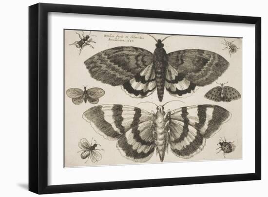 Two Moths and Six Insects-Wenceslaus Hollar-Framed Giclee Print