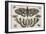 Two Moths and Six Insects-Wenceslaus Hollar-Framed Giclee Print