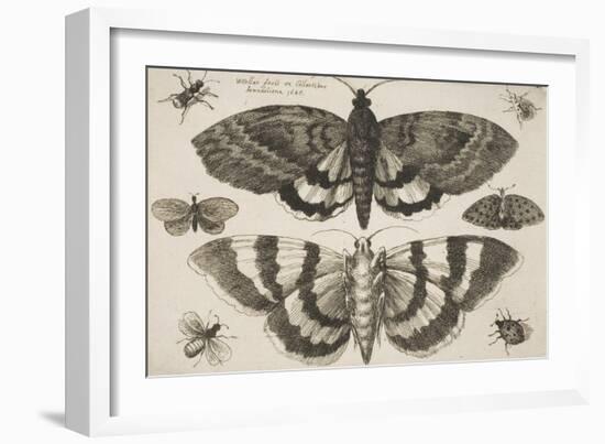 Two Moths and Six Insects-Wenceslaus Hollar-Framed Giclee Print