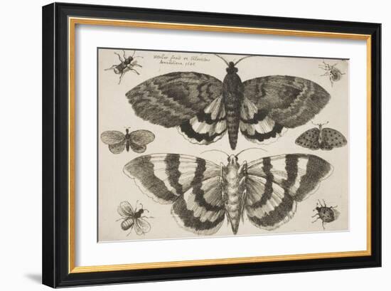 Two Moths and Six Insects-Wenceslaus Hollar-Framed Giclee Print