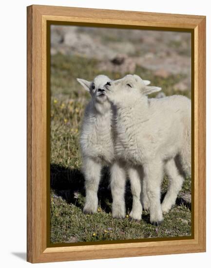 Two Mountain Goat Kids Playing, Mt Evans, Arapaho-Roosevelt Nat'l Forest, Colorado, USA-James Hager-Framed Premier Image Canvas