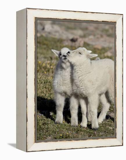 Two Mountain Goat Kids Playing, Mt Evans, Arapaho-Roosevelt Nat'l Forest, Colorado, USA-James Hager-Framed Premier Image Canvas