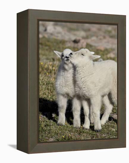 Two Mountain Goat Kids Playing, Mt Evans, Arapaho-Roosevelt Nat'l Forest, Colorado, USA-James Hager-Framed Premier Image Canvas