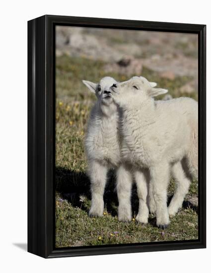 Two Mountain Goat Kids Playing, Mt Evans, Arapaho-Roosevelt Nat'l Forest, Colorado, USA-James Hager-Framed Premier Image Canvas