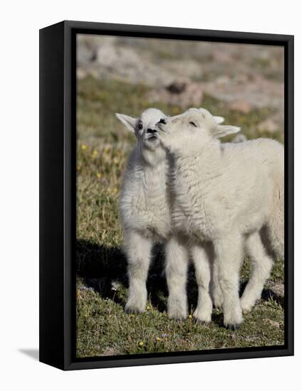 Two Mountain Goat Kids Playing, Mt Evans, Arapaho-Roosevelt Nat'l Forest, Colorado, USA-James Hager-Framed Premier Image Canvas