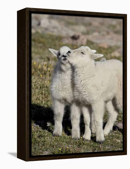 Two Mountain Goat Kids Playing, Mt Evans, Arapaho-Roosevelt Nat'l Forest, Colorado, USA-James Hager-Framed Premier Image Canvas