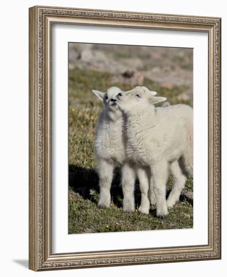 Two Mountain Goat Kids Playing, Mt Evans, Arapaho-Roosevelt Nat'l Forest, Colorado, USA-James Hager-Framed Photographic Print