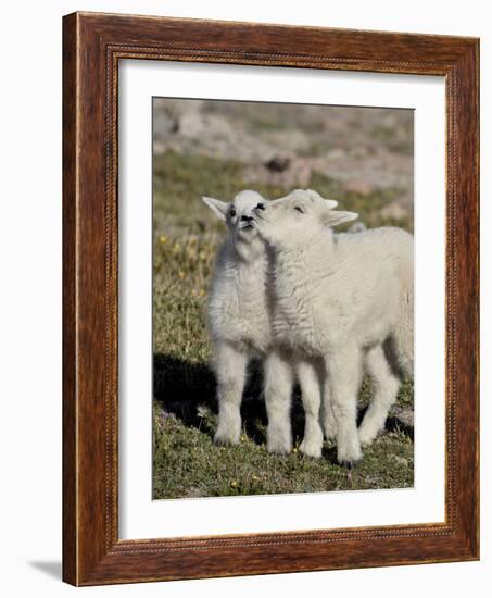 Two Mountain Goat Kids Playing, Mt Evans, Arapaho-Roosevelt Nat'l Forest, Colorado, USA-James Hager-Framed Photographic Print