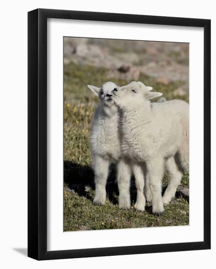 Two Mountain Goat Kids Playing, Mt Evans, Arapaho-Roosevelt Nat'l Forest, Colorado, USA-James Hager-Framed Photographic Print