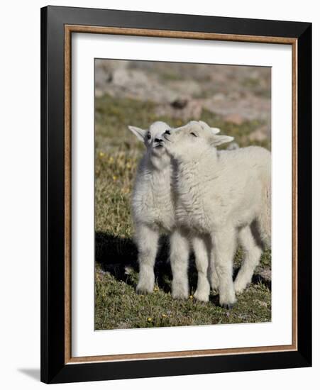 Two Mountain Goat Kids Playing, Mt Evans, Arapaho-Roosevelt Nat'l Forest, Colorado, USA-James Hager-Framed Photographic Print