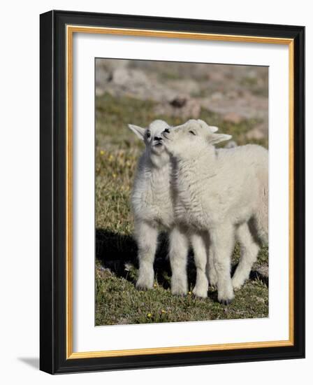 Two Mountain Goat Kids Playing, Mt Evans, Arapaho-Roosevelt Nat'l Forest, Colorado, USA-James Hager-Framed Photographic Print