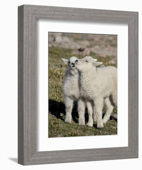 Two Mountain Goat Kids Playing, Mt Evans, Arapaho-Roosevelt Nat'l Forest, Colorado, USA-James Hager-Framed Photographic Print