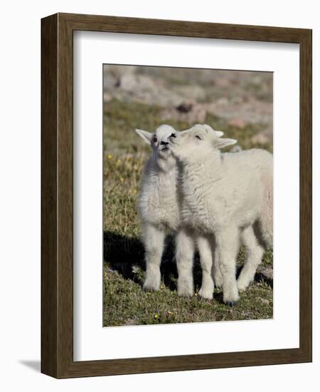 Two Mountain Goat Kids Playing, Mt Evans, Arapaho-Roosevelt Nat'l Forest, Colorado, USA-James Hager-Framed Photographic Print