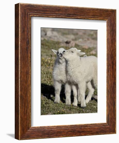 Two Mountain Goat Kids Playing, Mt Evans, Arapaho-Roosevelt Nat'l Forest, Colorado, USA-James Hager-Framed Photographic Print