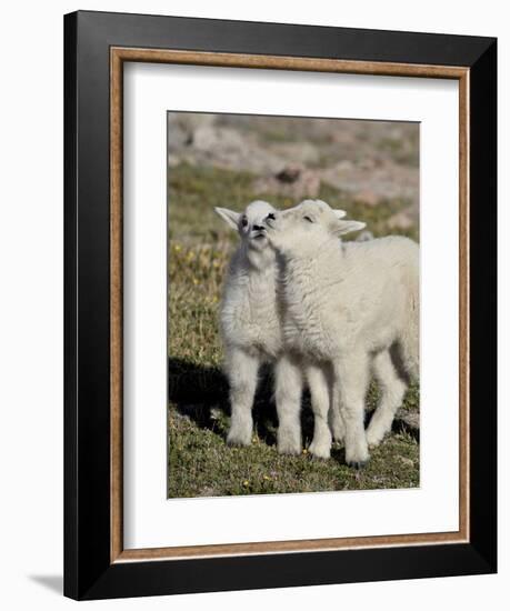 Two Mountain Goat Kids Playing, Mt Evans, Arapaho-Roosevelt Nat'l Forest, Colorado, USA-James Hager-Framed Photographic Print