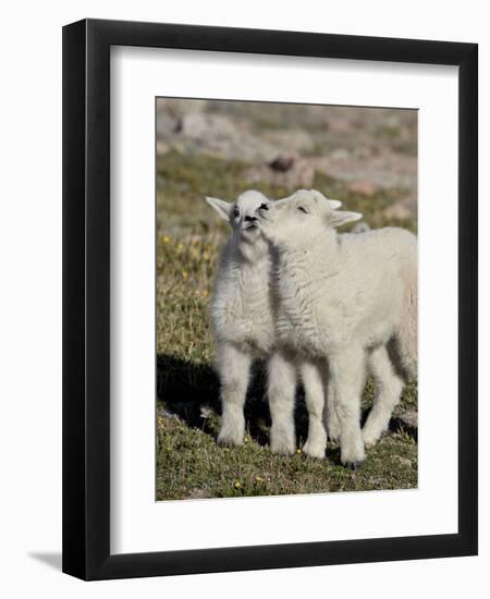 Two Mountain Goat Kids Playing, Mt Evans, Arapaho-Roosevelt Nat'l Forest, Colorado, USA-James Hager-Framed Photographic Print