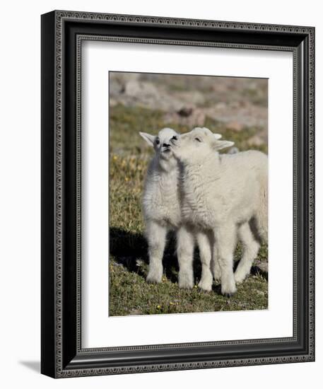 Two Mountain Goat Kids Playing, Mt Evans, Arapaho-Roosevelt Nat'l Forest, Colorado, USA-James Hager-Framed Photographic Print