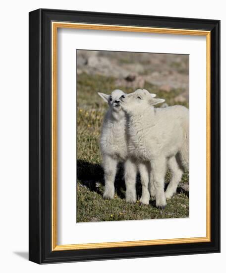 Two Mountain Goat Kids Playing, Mt Evans, Arapaho-Roosevelt Nat'l Forest, Colorado, USA-James Hager-Framed Photographic Print