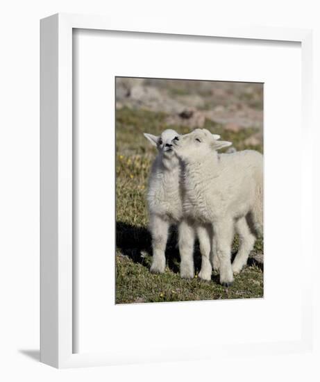 Two Mountain Goat Kids Playing, Mt Evans, Arapaho-Roosevelt Nat'l Forest, Colorado, USA-James Hager-Framed Photographic Print