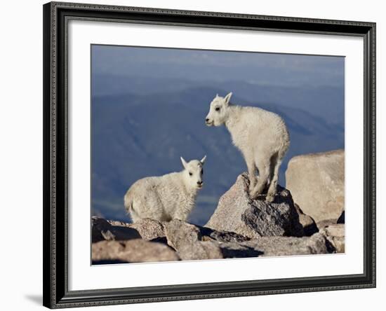 Two Mountain Goat (Oreamnos Americanus) Kids, Mount Evans, Colorado, USA-James Hager-Framed Photographic Print