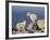 Two Mountain Goat (Oreamnos Americanus) Kids, Mount Evans, Colorado, USA-James Hager-Framed Photographic Print