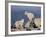 Two Mountain Goat (Oreamnos Americanus) Kids, Mount Evans, Colorado, USA-James Hager-Framed Photographic Print