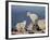 Two Mountain Goat (Oreamnos Americanus) Kids, Mount Evans, Colorado, USA-James Hager-Framed Photographic Print