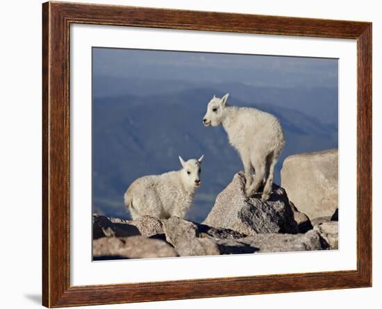 Two Mountain Goat (Oreamnos Americanus) Kids, Mount Evans, Colorado, USA-James Hager-Framed Photographic Print