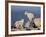 Two Mountain Goat (Oreamnos Americanus) Kids, Mount Evans, Colorado, USA-James Hager-Framed Photographic Print