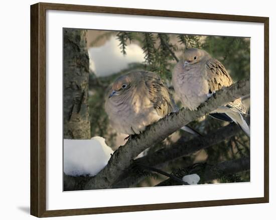 Two Mourning Doves Fluff up Their Feathers to Stay Warm-null-Framed Photographic Print