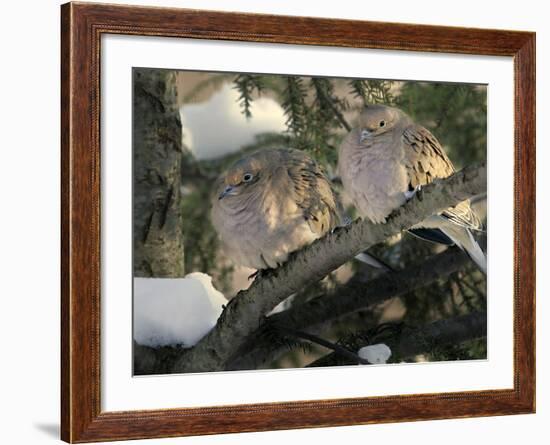 Two Mourning Doves Fluff up Their Feathers to Stay Warm--Framed Photographic Print