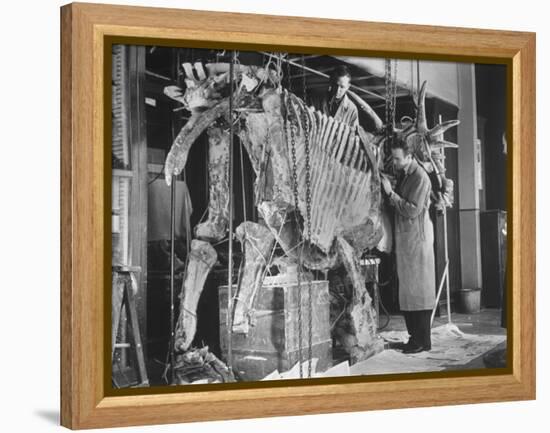 Two Museum Paleontologists Assembling Complete Styracosaurus, American Museum of Natural History-Margaret Bourke-White-Framed Premier Image Canvas