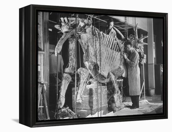 Two Museum Paleontologists Assembling Complete Styracosaurus, American Museum of Natural History-Margaret Bourke-White-Framed Premier Image Canvas