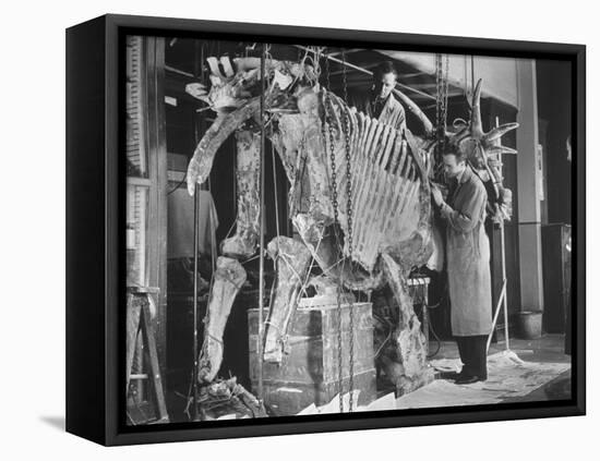 Two Museum Paleontologists Assembling Complete Styracosaurus, American Museum of Natural History-Margaret Bourke-White-Framed Premier Image Canvas